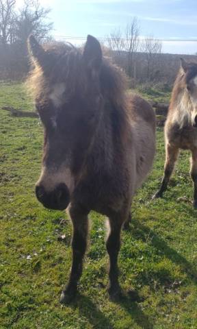 Colt New Forest For sale 2025 Buckskin