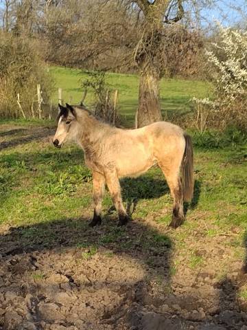 Filly New Forest For sale 2025 Buckskin