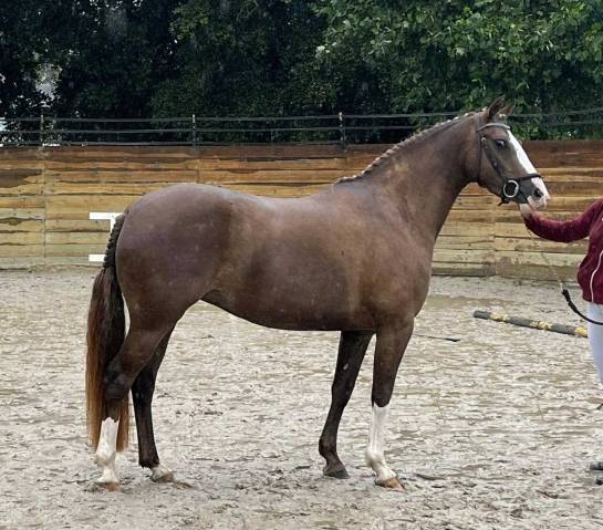 Mare French Saddle Pony For sale 2020 Liver chestnut