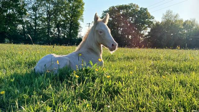 Colt Connemara For sale 2025 Cream