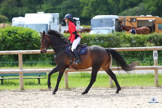 Mare Zangersheide For sale 2018 Dark Bay