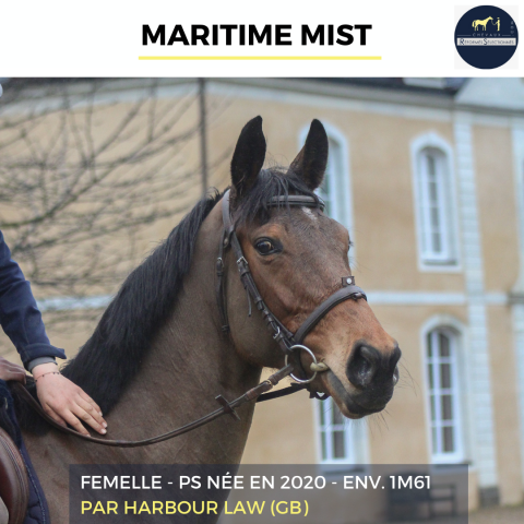 Mare Thoroughbred For sale 2020 Bay