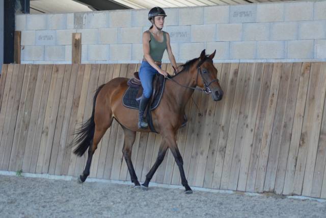 Mare English Thoroughbred For sale 2022 Bay