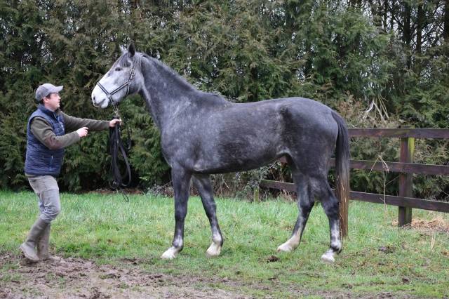 Mare Origin Recorded For sale 2022 Grey
