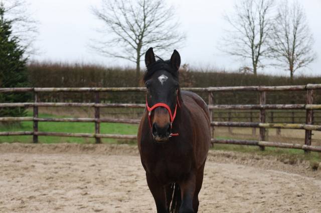 Mare Zangersheide For sale 2022 Bay