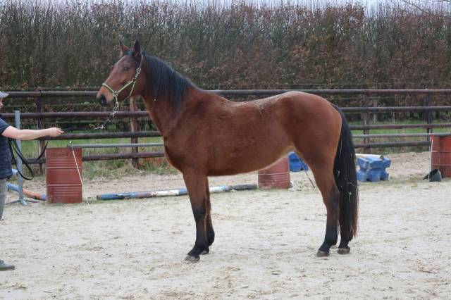 Mare Zangersheide For sale 2022 Bay