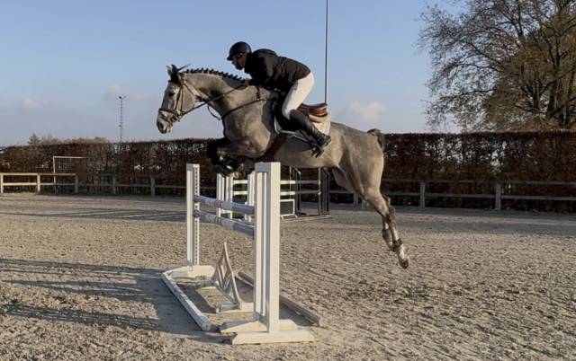 Gelding Selle Fran&ccedil;ais For sale 2020 Grey