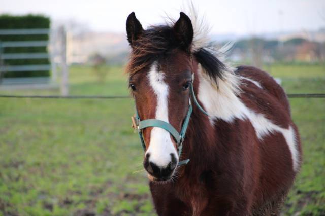 Colt Connemara For sale 2025 Coloured