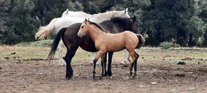 Colt No Origin Recorded For sale 2024 Silver dapple