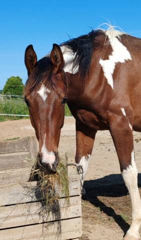 Stallion Zangersheide For sale 2024 Coloured