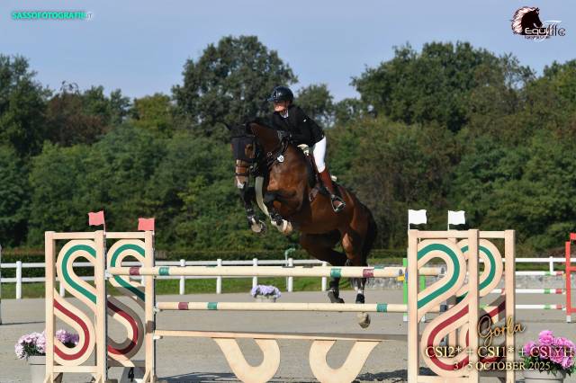 Gelding Selle Fran&ccedil;ais For sale 2015 Bay