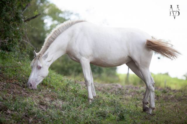 Filly PRE Pure Spanish Bred For sale 2024 Cream