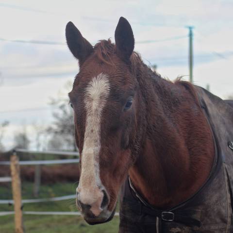 Gelding English Thoroughbred For sale 2020 Liver chestnut