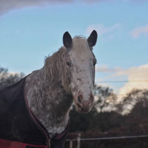 Gelding Origin Recorded Part-Livery 2010 Red roan