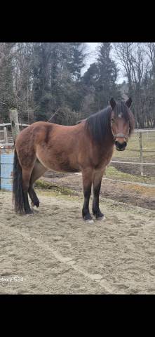 Mare No Origin Recorded For sale 2022 Bay