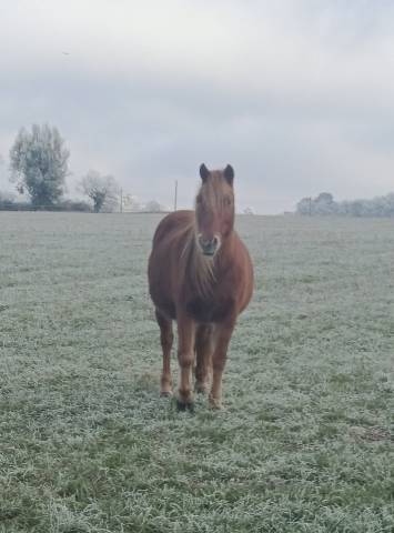 Broodmare Pottok  For sale 2011 Chesnut
