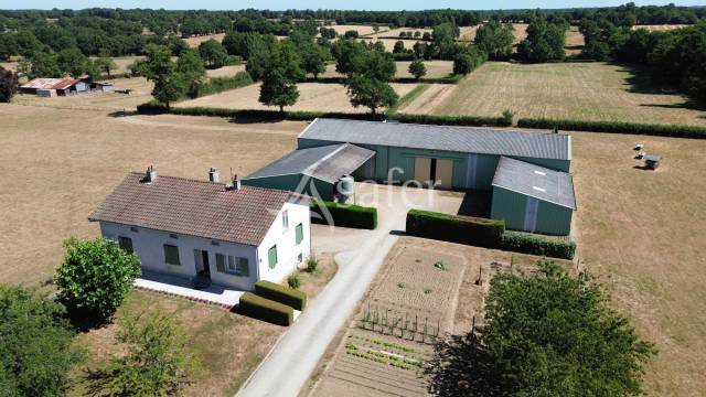 Sheep farm  Charente