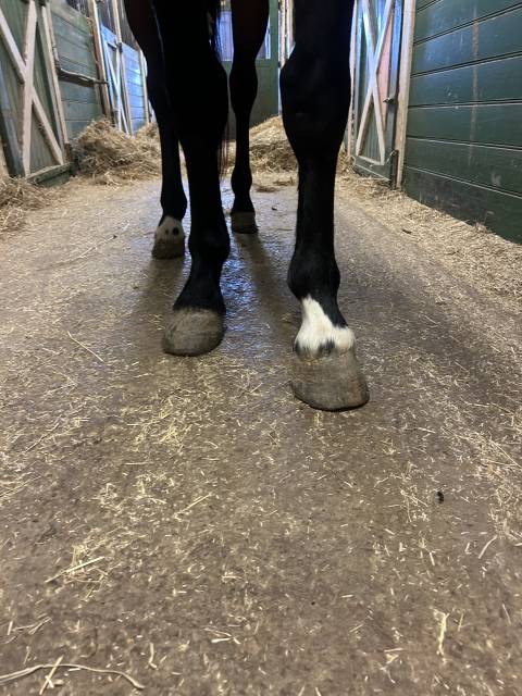 Gelding Origin Recorded For sale 2022 Bay