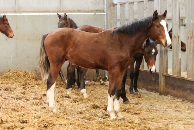 Colt Zangersheide For sale 2025 Bay