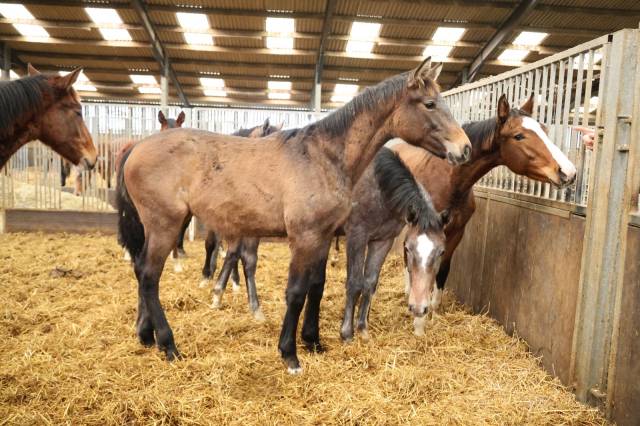 Filly Zangersheide For sale 2025 Grey