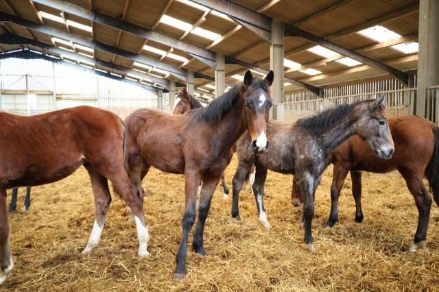 Colt Origin Recorded For sale 2025 Bay