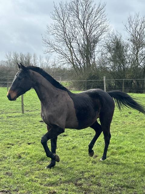 Gelding English Thoroughbred For sale 2022 Dark Bay