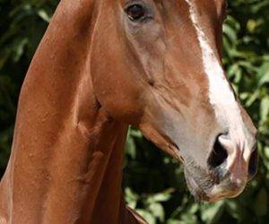 Gelding CDE Caballo Deporte Espanol For sale 2016 Chesnut