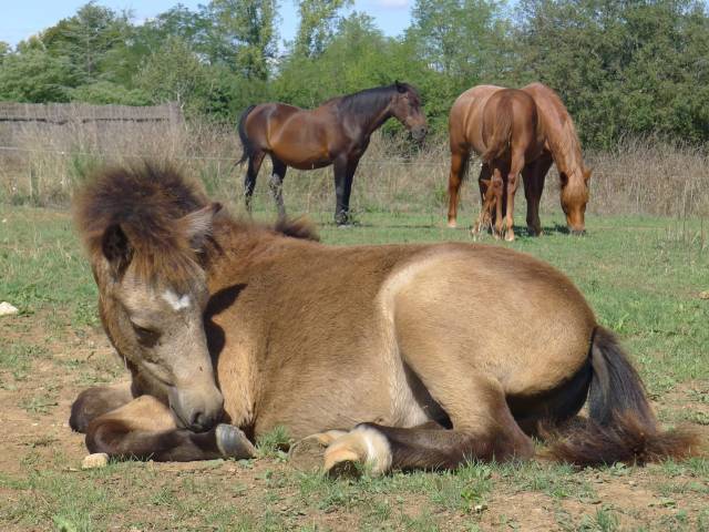 Colt Welsh Part Bred For sale 2025 Buckskin