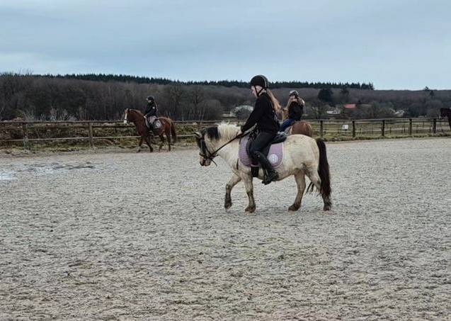 Gelding Shetland Pony For sale 2019 Coloured