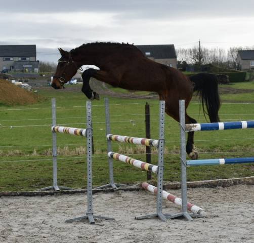Stallion BWP Belgian Warmblood For sale 2023 Bay