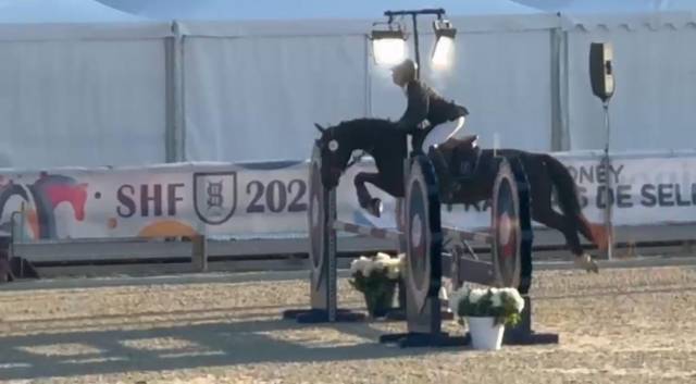 Mare Origin Recorded For sale 2020 Black