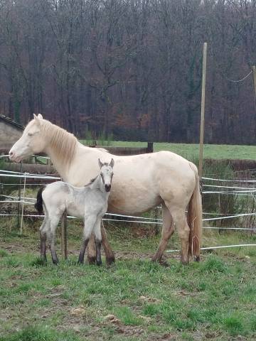 Colt Connemara For sale 2026 Buckskin