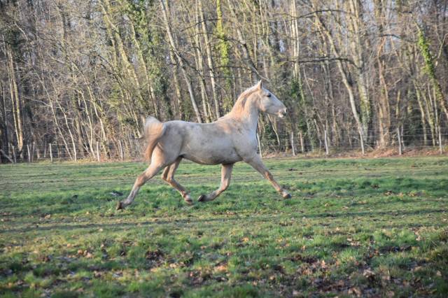 Gelding Origin Recorded For sale 2024 Palomino