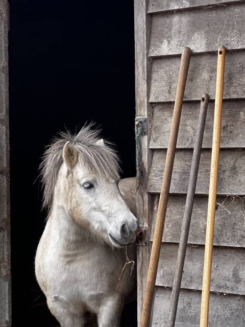 Mare No Origin Recorded For sale 2019 Grey