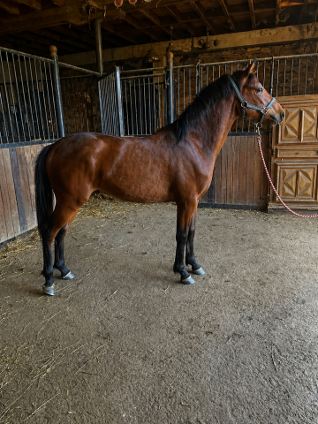 Colt French Saddle Pony For sale 2025 Bay