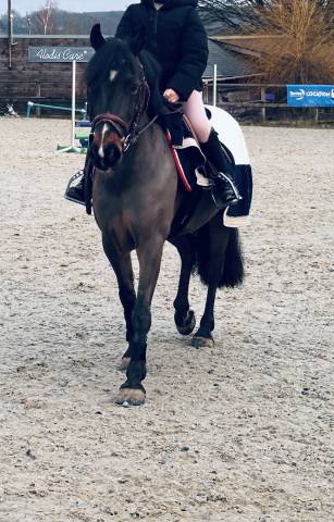 Gelding Connemara For sale 2013 Black