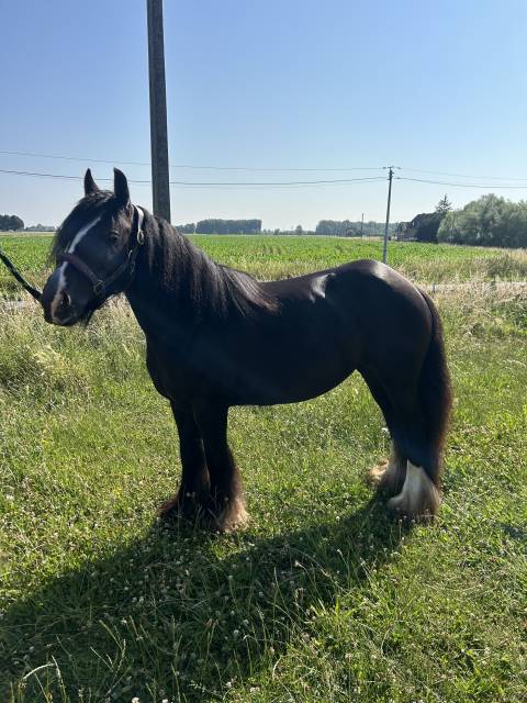 Mare Origin Recorded For sale 2020 Black