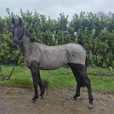 Mare Thoroughbred For sale 2023 Bay