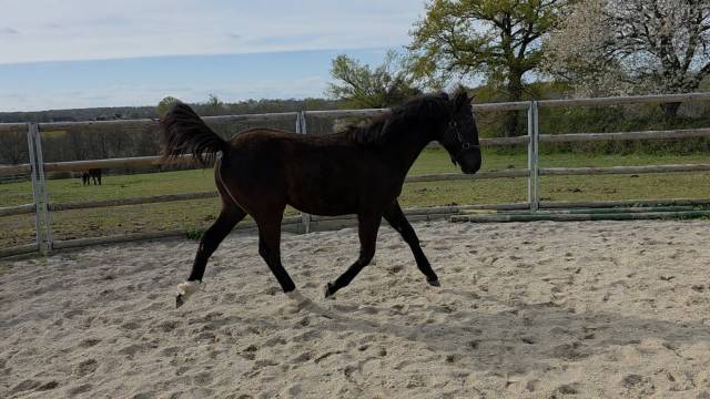 Filly Origin Recorded For sale 2025 Bay