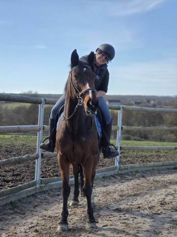 Mare Selle Fran&ccedil;ais For sale 2008 Bay