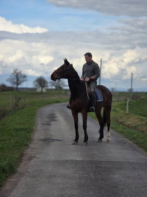 Mare Selle Fran&ccedil;ais For sale 2008 Bay