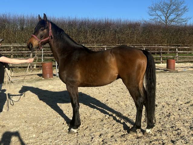 Mare Origin Recorded For sale 2022 Bay