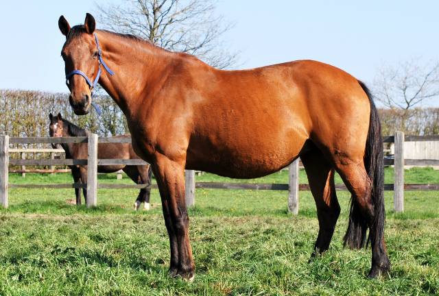 Broodmare Holsteiner For sale 2009 Bay
