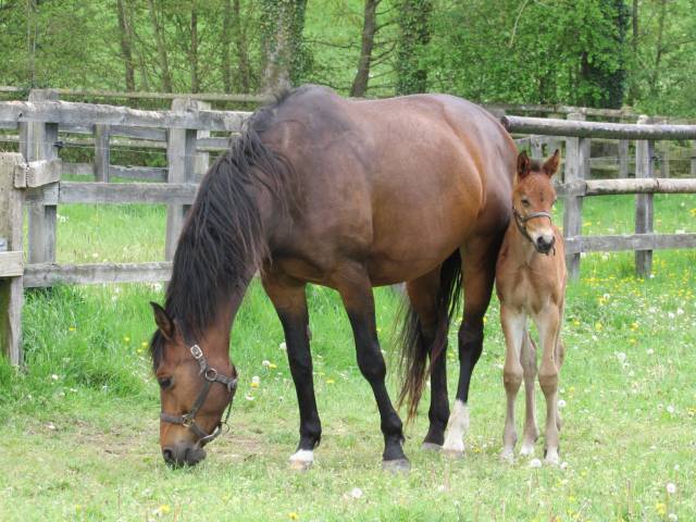 Broodmare Holsteiner For sale 2008 Bay