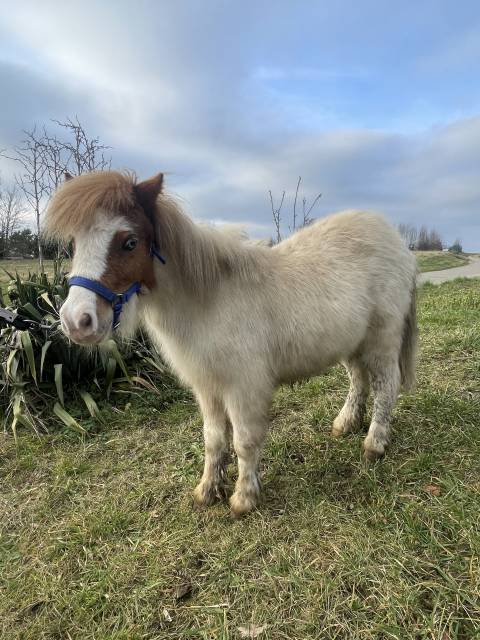 Filly Shetland Pony For sale 2024 Other color