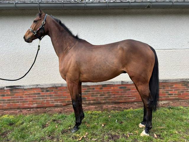 Gelding Thoroughbred For sale 2016 Bay