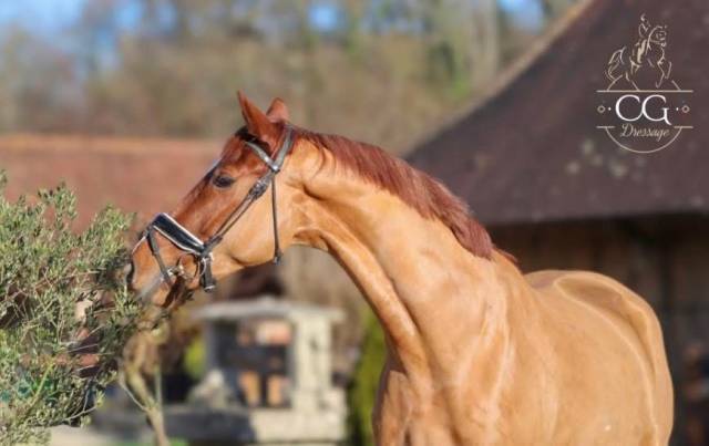 Gelding BWP Belgian Warmblood For sale 2022 Chesnut