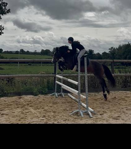 Gelding New Forest For sale 2018 Bay
