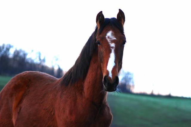 Gelding PRE Pure Spanish Bred For sale 2025 Bay