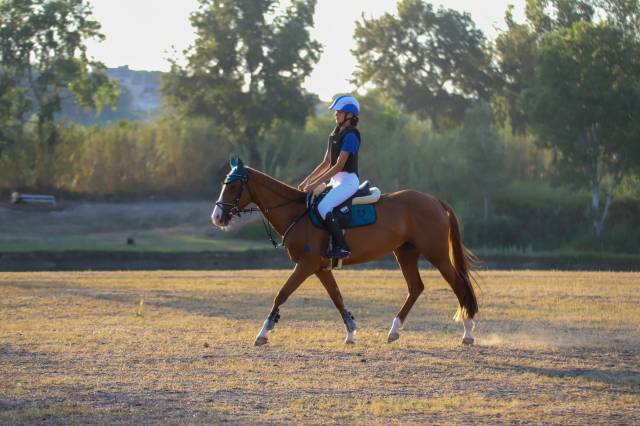 Mare Origin Recorded For sale 2017 Chesnut